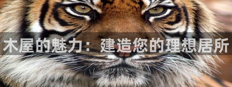 贵州先锋娱乐：木屋的魅力：建造您的理想居所